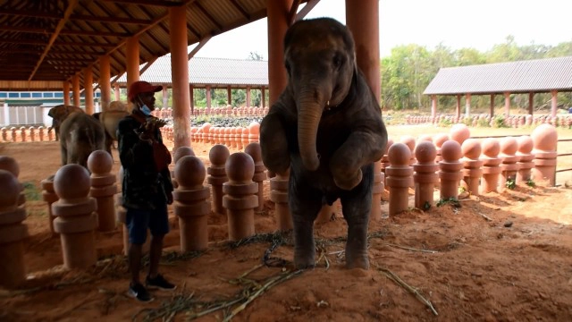 ช้างพลายดาวมงคล แสนน่ารักดังกระฉ่อนในโลกออนไลน์