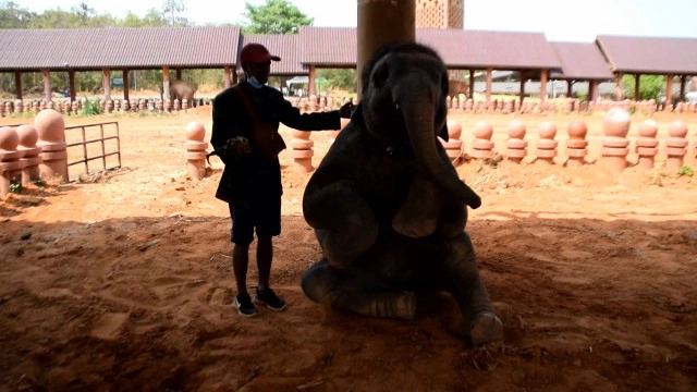 ช้างพลายดาวมงคล แสนน่ารักดังกระฉ่อนในโลกออนไลน์