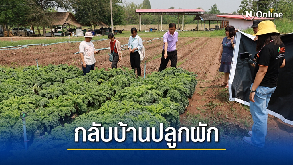 อดีตวิศวกรไฟฟ้าเจอพิษโควิด ปลูกผักสลัดขาย รายได้งาม