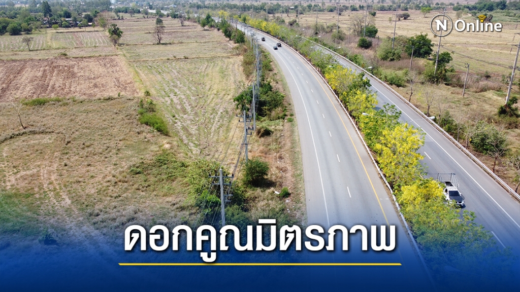 ตื่นตา ดอกคูณบานสะพรั่งบนเกาะกลางถนนมิตรภาพ