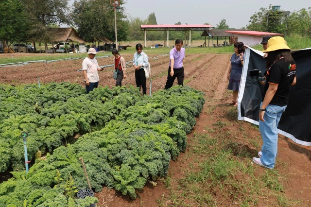 อดีตวิศวกรไฟฟ้าเจอพิษโควิด ปลูกผักสลัดขาย รายได้งาม