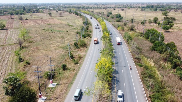 ตื่นตา ดอกคูณบานสะพรั่งบนเกาะกลางถนนมิตรภาพ