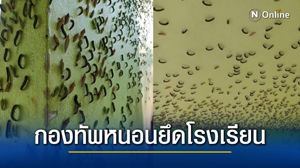 ขนลุก! กองทัพหนอนนับล้านตัว บุกยึดอาคารเรียนโรงเรียนโคราช ครูนักเรียนผวาไปตามๆกัน