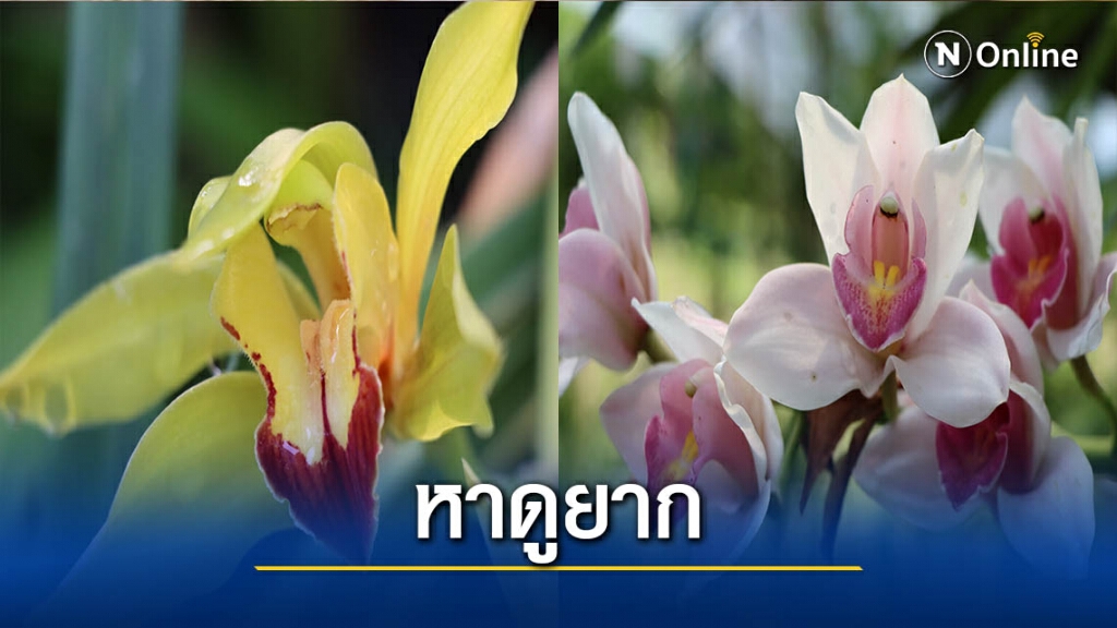 ชมกล้วยไม้หายาก-บนสวนพฤกษศาสตร์บ้านร่มเกล้า