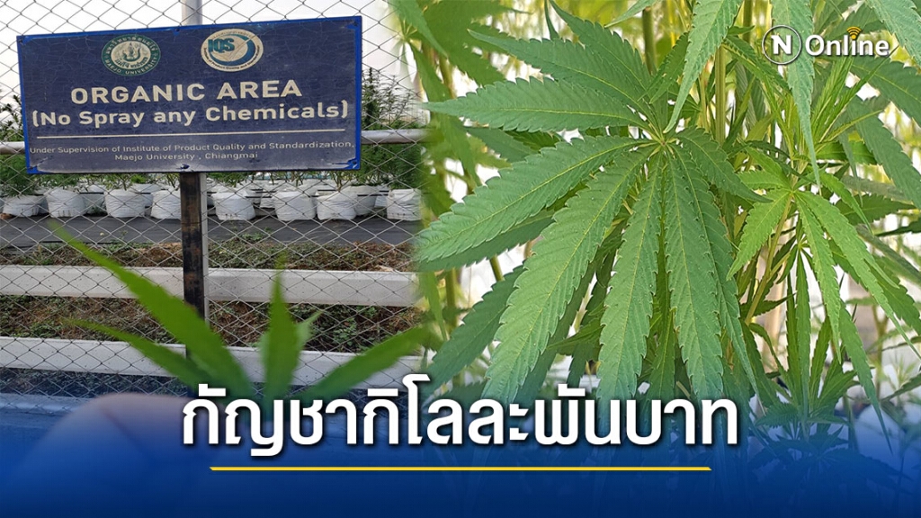 แห่ซื้อ"กัญชา"แม่โจ้คิวยาว2,000ราย แห่ซื้อ"กัญชา"แม่โจ้คิวยาว2,000ราย