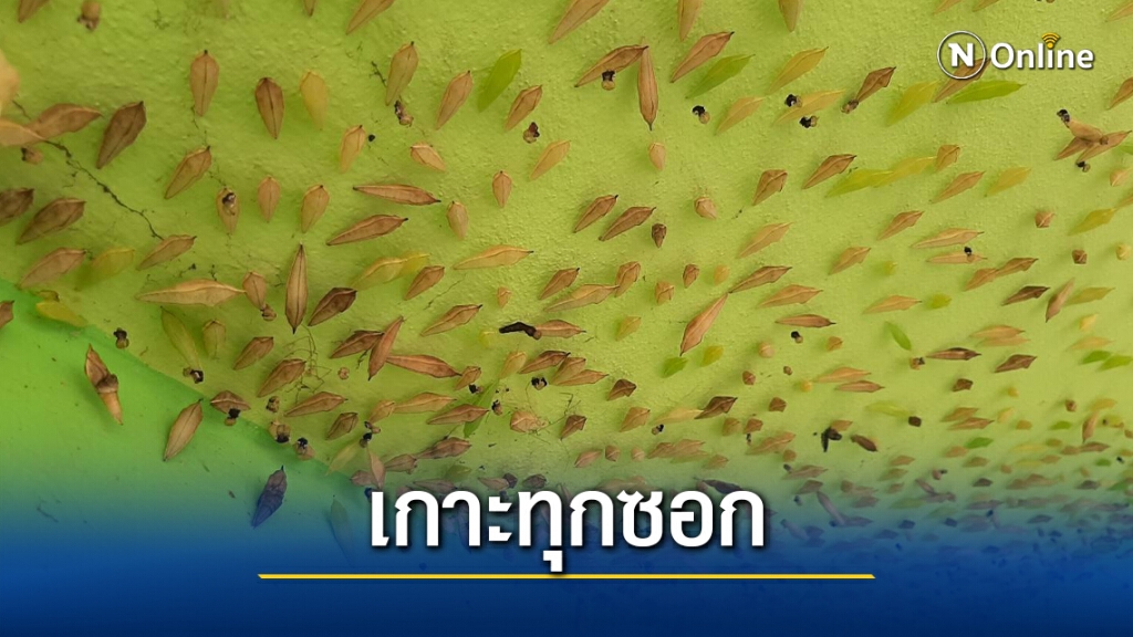 เชื่อเป็นเรื่องสภาพอากาศหนอนนับล้านบุกโรงเรียน เชื่อเป็นเรื่องสภาพอากาศหนอนนับล้านบุกโรงเรียน