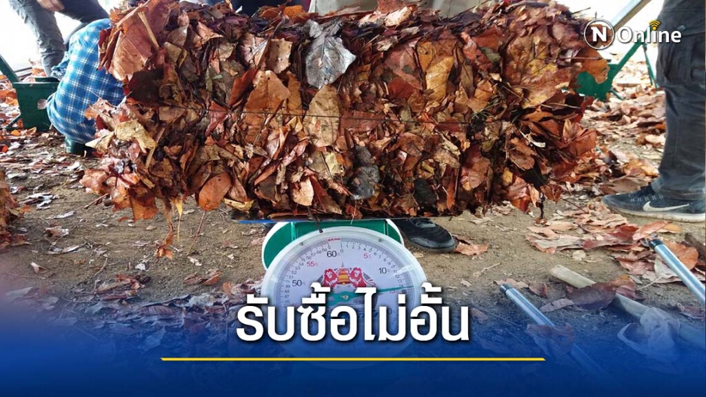 รับซื้อใบไม้แห้งนำร่อง 34 หมู่บ้านลดหมอกควัน