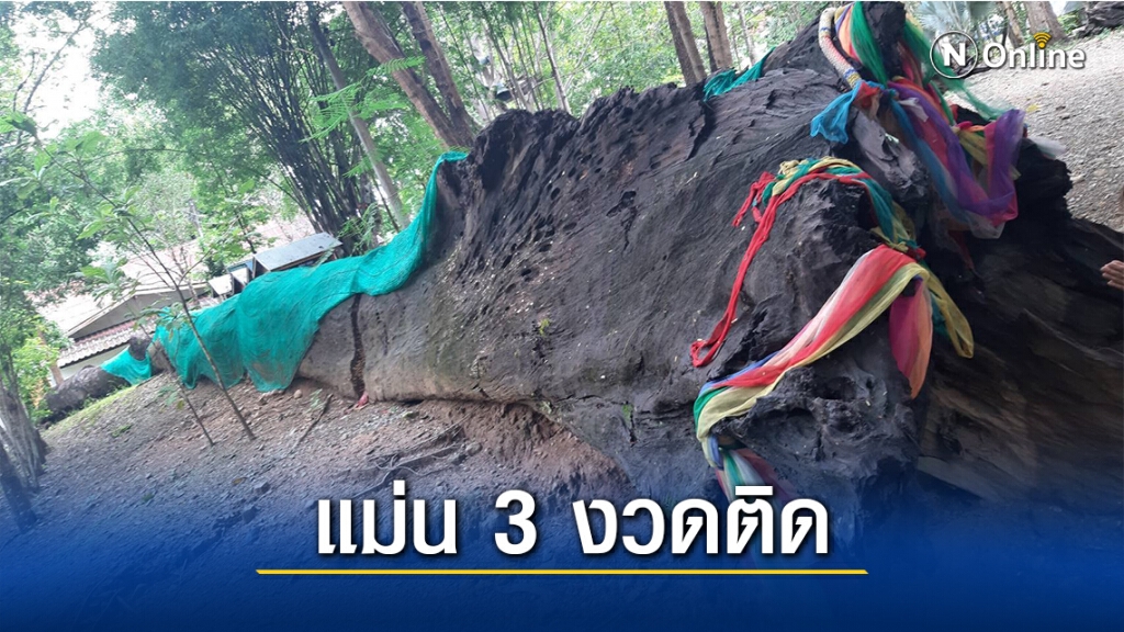 แห่ขอหวยตะเคียนยักษ์4คนโอบ
