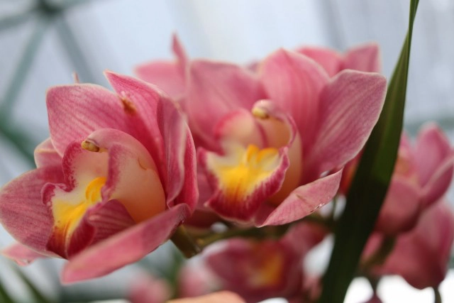 orchid กล้วยไม้