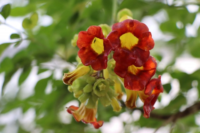 orchid กล้วยไม้