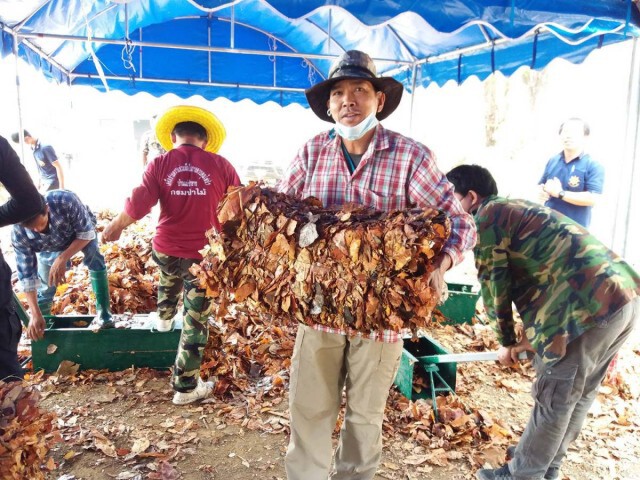 รับซื้อใบไม้แห้งนำร่อง 34 หมู่บ้านลดหมอกควัน
