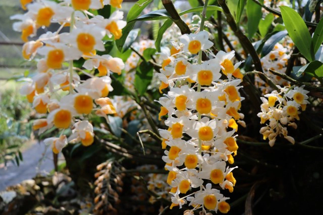 orchid กล้วยไม้