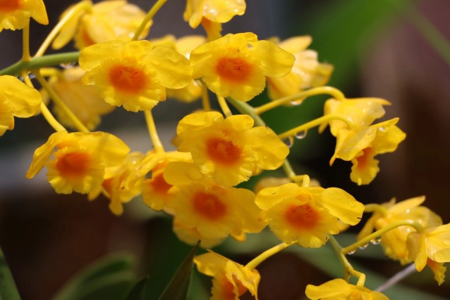 orchid กล้วยไม้