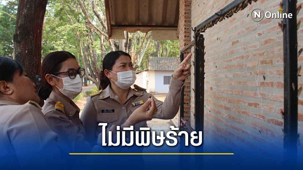 ครูโล่งอก กองทัพหนอนขี้เหล็กไม่มีพิษ หลังบุกโรงเรียนจำนวนมาก ครูโล่งอก กองทัพหนอนขี้เหล็กไม่มีพิษ หลังบุกโรงเรียนจำนวนมาก