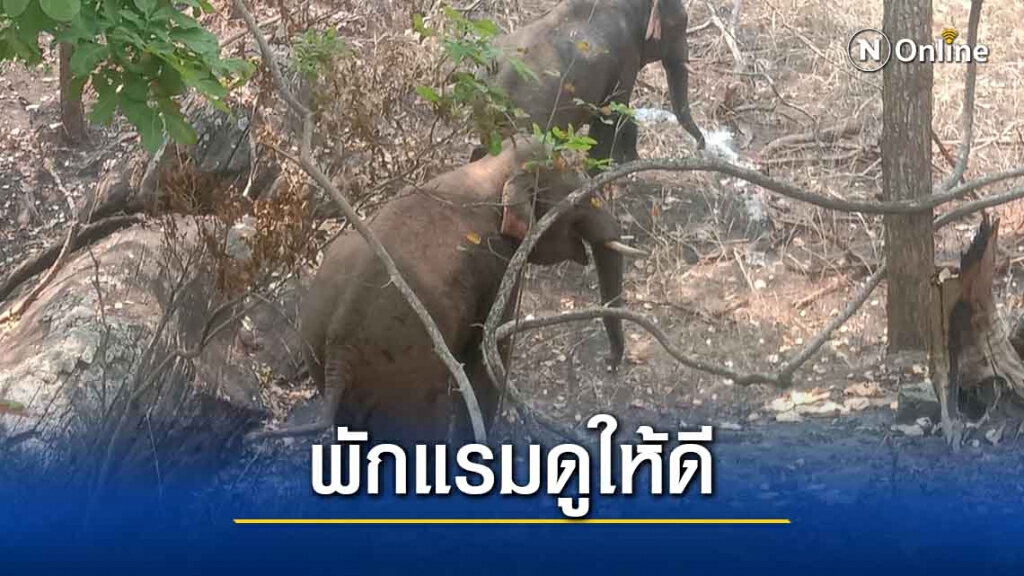 เจ้าหน้าที่เร่งผลักดันช้างเข้าป่า หลังบุกผาสามเกลอ
