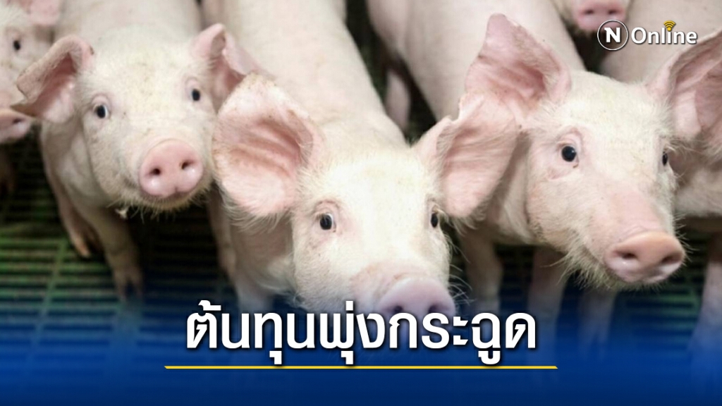 เกษตรกรเลี้ยงหมูอ่วมภัยแล้งกระทบหนัก เกษตรกรเลี้ยงหมูอ่วมภัยแล้งกระทบหนัก