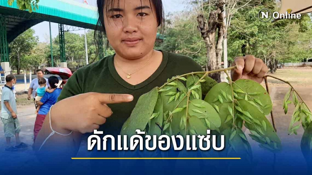 ฮือฮา แห่เก็บดักแด้ขี้เหล็กเผยของแปลกหากินยาก