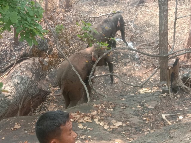 เจ้าหน้าที่เร่งผลักดันช้างเข้าป่า หลังบุกผาสามเกลอ