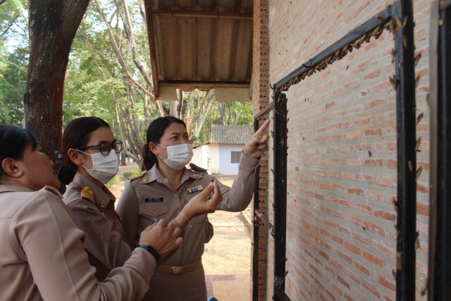 ครูโล่งอก กองทัพหนอนขี้เหล็กไม่มีพิษ หลังบุกโรงเรียนจำนวนมาก