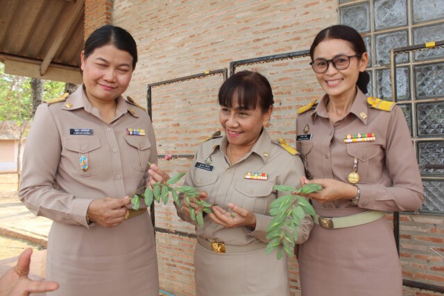 ครูโล่งอก กองทัพหนอนขี้เหล็กไม่มีพิษ หลังบุกโรงเรียนจำนวนมาก