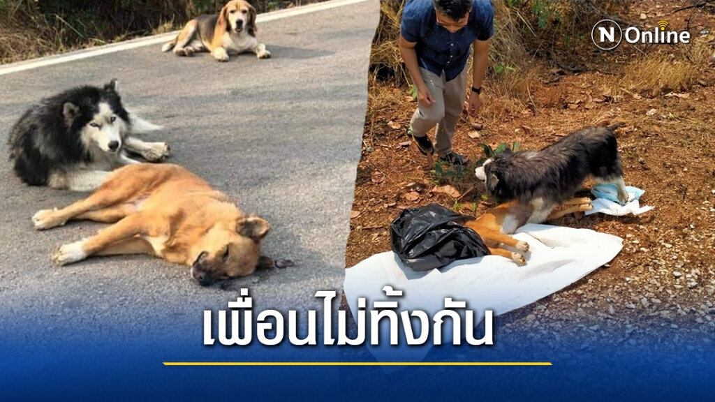 สะเทือนใจ!!น้องหมาเฝ้าศพเพื่อนถูกรถชนกลางถนน