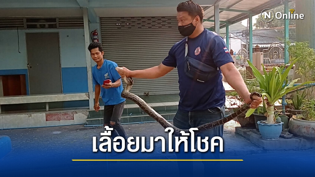 งูเหลือมเลื้อยเข้าหน่วยเลือกตั้ง เชื่อเป็นฤกษ์ดี ให้โชค