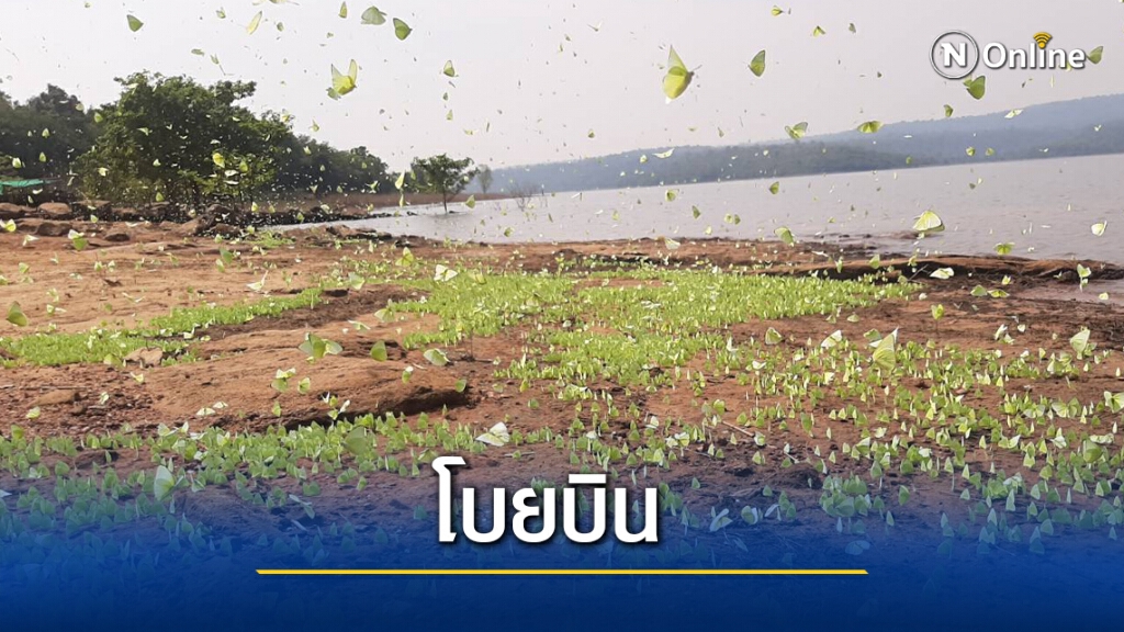 หนอนขี้เหล็กกลายเป็นผีเสื้อโบยบินสู่ธรรมชาติ