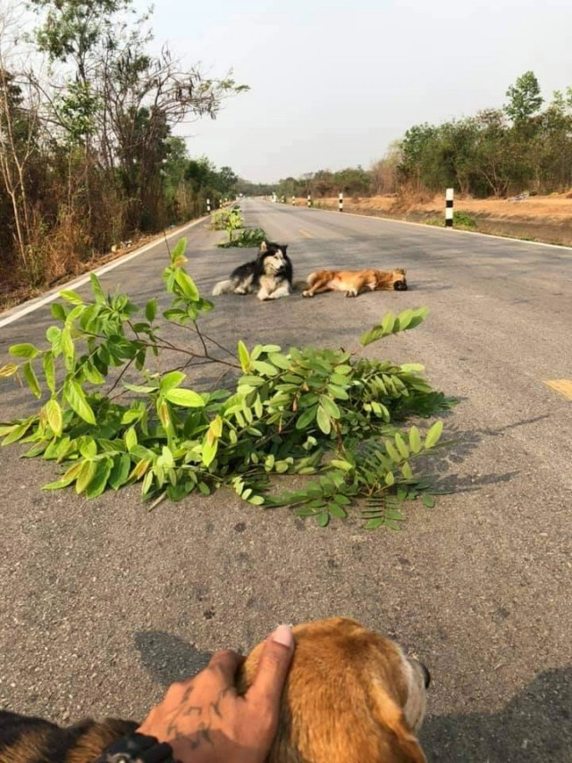 สะเทือนใจ!!น้องหมาเฝ้าศพเพื่อนถูกรถชนกลางถนน