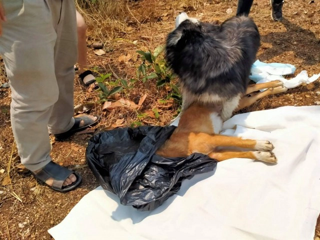 สะเทือนใจ!!น้องหมาเฝ้าศพเพื่อนถูกรถชนกลางถนน