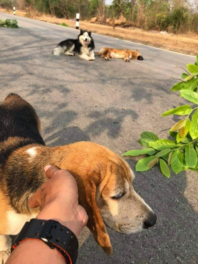 สะเทือนใจ!!น้องหมาเฝ้าศพเพื่อนถูกรถชนกลางถนน