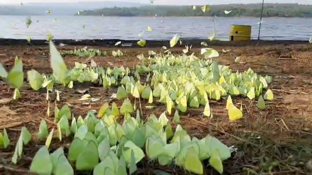 หนอนขี้เหล็กกลายเป็นผีเสื้อโบยบินสู่ธรรมชาติ