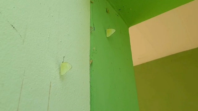 หนอนขี้เหล็กกลายเป็นผีเสื้อโบยบินสู่ธรรมชาติ