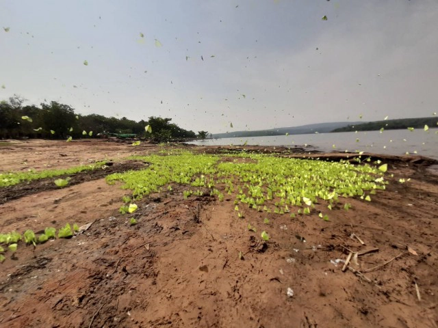 หนอนขี้เหล็กกลายเป็นผีเสื้อโบยบินสู่ธรรมชาติ