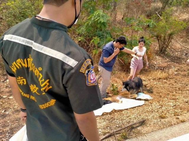 สะเทือนใจ!!น้องหมาเฝ้าศพเพื่อนถูกรถชนกลางถนน