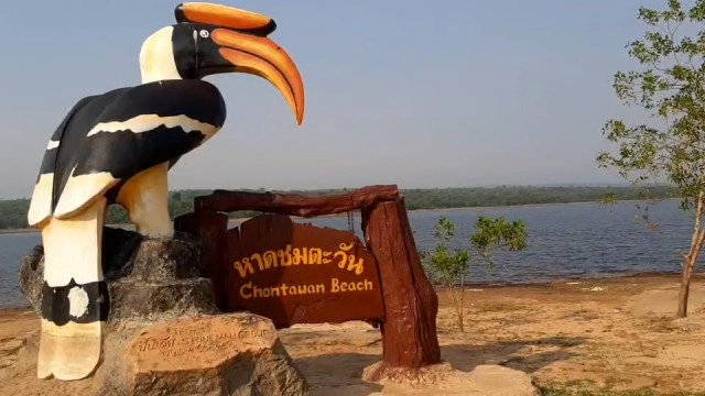 หนอนขี้เหล็กกลายเป็นผีเสื้อโบยบินสู่ธรรมชาติ