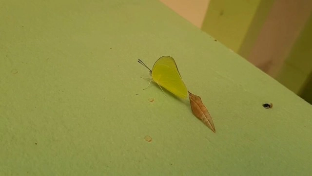 หนอนขี้เหล็กกลายเป็นผีเสื้อโบยบินสู่ธรรมชาติ