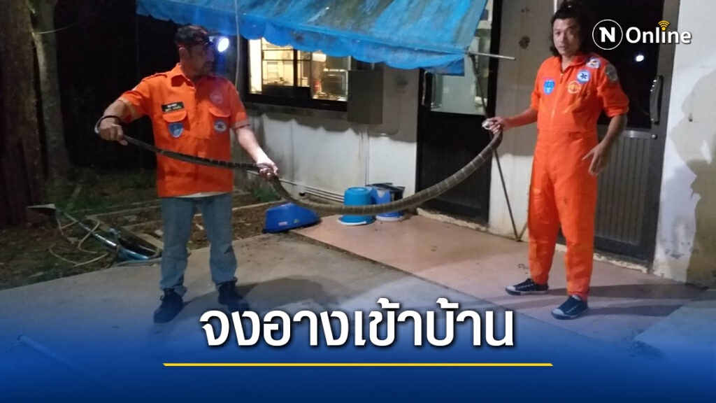 กู้ภัยจับจงอางยาวเกือบ 4 เมตรบุกซุกบ้าน กู้ภัยจับจงอางยาวเกือบ 4 เมตรบุกซุกบ้าน