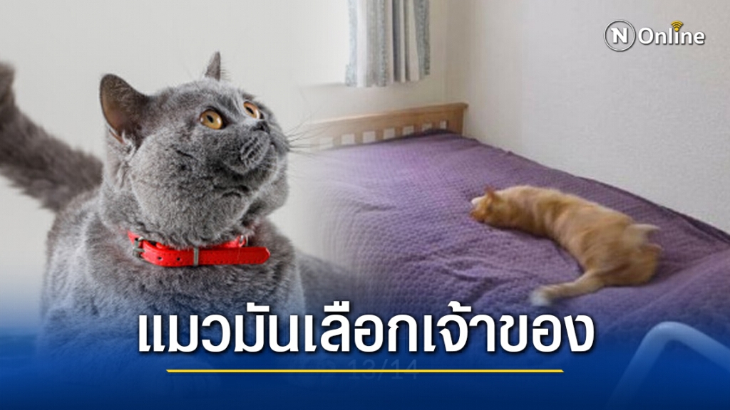 ทาสงง? เพื่อนบ้านประกาศขายบ้านในเว็บ พบแมวตัวเองติดอยู่ในภาพนอนอยู่บนเตียง