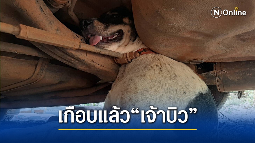 สุนัขซนหัวมุดใต้ท้องรถ  ติดออกไม่ได้ กู้ภัยเร่งช่วยเหลือ