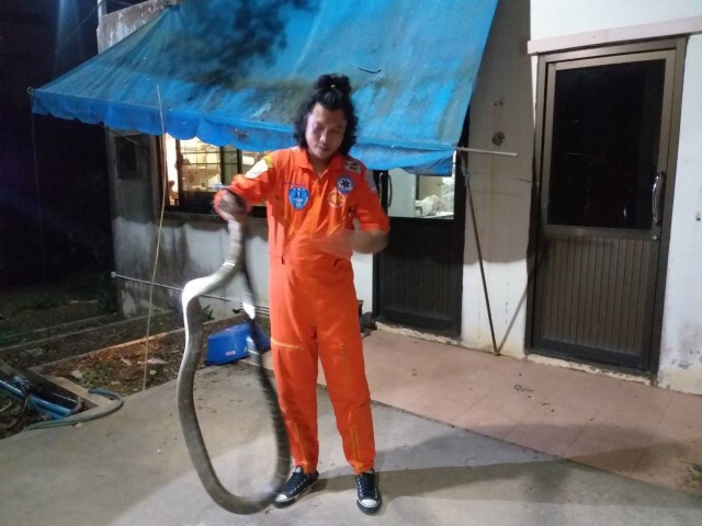 กู้ภัยจับจงอางยาวเกือบ 4 เมตรบุกซุกบ้าน