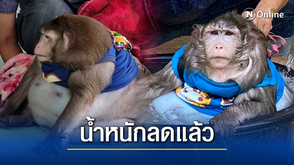 'เจ้าก็อตซิลล่า' ลิงอ้วนชื่อดังน้ำหนัก ลดแล้ว จาก 20 กิโล ลงไป4ขีด 'เจ้าก็อตซิลล่า' ลิงอ้วนชื่อดังน้ำหนัก ลดแล้ว จาก 20 กิโล ลงไป4ขีด