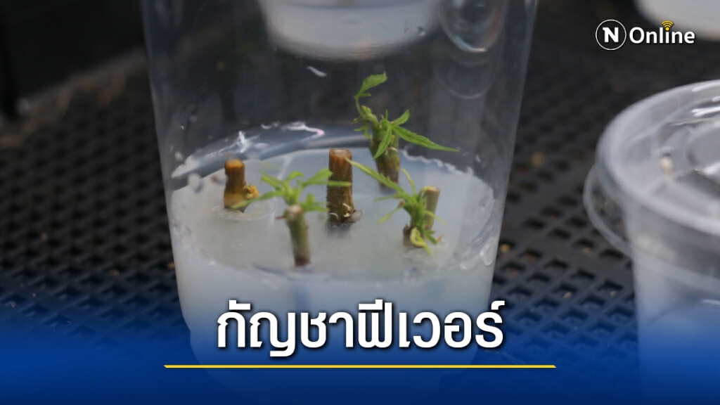 จัดอบรมปลูกกัญชาอินทรีย์ขยายองค์ความรู้สู่เกษตรกร จัดอบรมปลูกกัญชาอินทรีย์ขยายองค์ความรู้สู่เกษตรกร