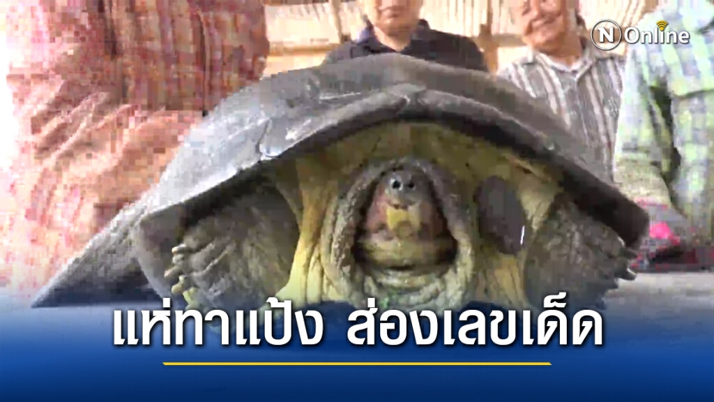 ชาวบ้าน หาปลาในคลองเจอเต่ายักษ์ เชื่อให้โชค แห่ทาแป้งส่องเลขเด็ด