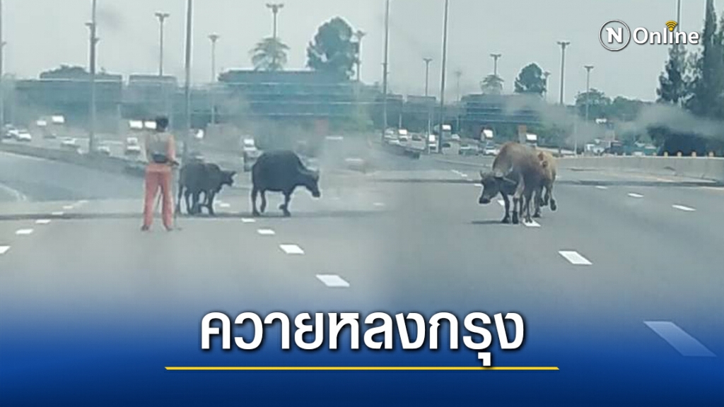 มีใครรับน้องขึ้นรถมั้ย? "ควาย" หลุดบนมอเตอร์เวย์ ทำรถติดหนึบ