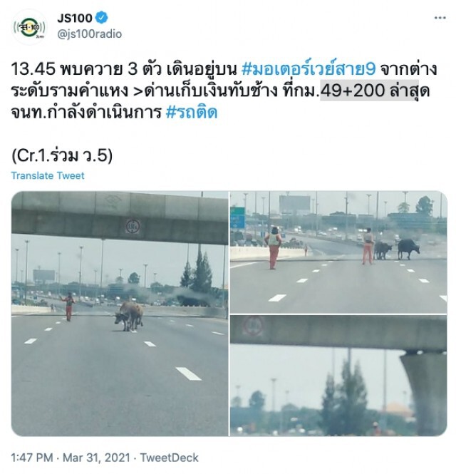 มีใครรับน้องขึ้นรถมั้ย? "ควาย" หลุดบนมอเตอร์เวย์ ทำรถติดหนึบ