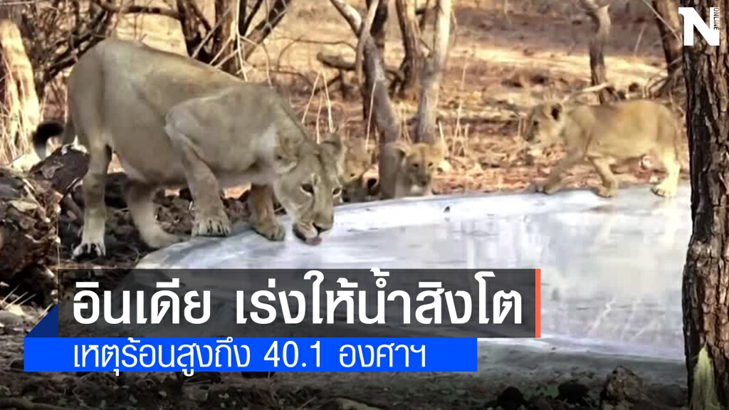 อินเดีย เร่งให้น้ำสิงโต เหตุร้อนสูงถึง 40.1 องศาฯ