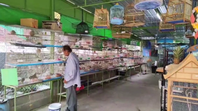 จับกุมหนุ่มต่างด้าวขโมยนกโพสต์ขายโซเชียล