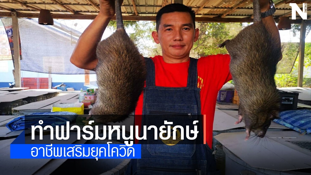ทีมเพชรน้ำดำจับกลุ่มเลี้ยงหนูนาตัวบิ๊กเบิ้มส่งขายอาชีพเสริมรายได้งาม