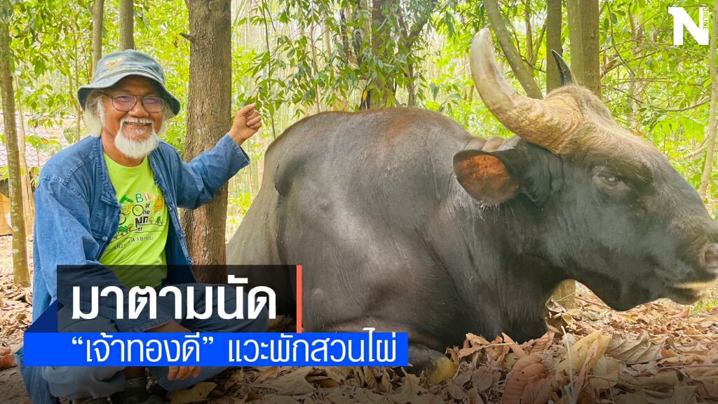 มาตามนัด"เจ้าทองดี"กระทิงเชื่องบุกสวนลุงโชครอนักท่องเที่่ยว