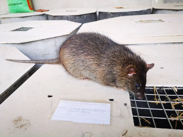 ทีมเพชรน้ำดำจับกลุ่มเลี้ยงหนูนาตัวบิ๊กเบิ้มส่งขายอาชีพเสริมรายได้งาม